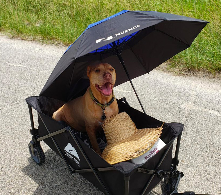 hond-in-wagon